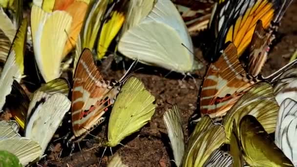 Zoom Out Beautifully Marked Butterflies Yellow Ones Spot Swordtail Graphium — Vídeo de Stock