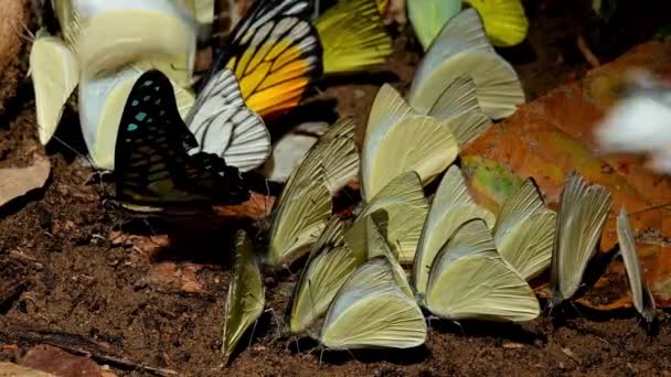 Common Jay Graphium Doson Left Side Surrounded Yellow Butterflies Spot — Vídeo de stock