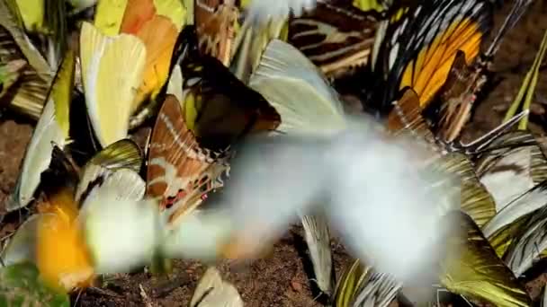 Seen Together Some Yellow Butterflies Spot Swordtail Graphium Nomius Kaeng — Vídeo de stock