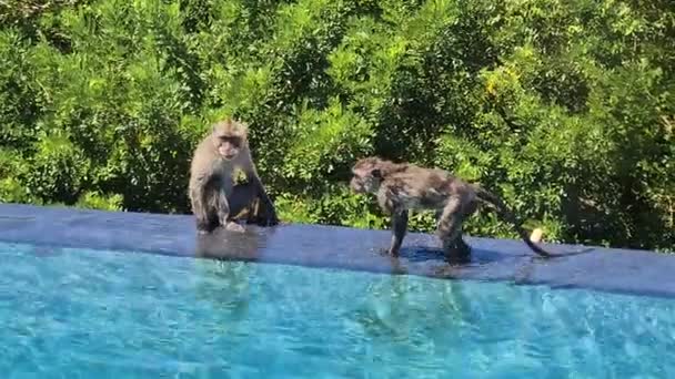 Μαϊμούδες Macaque Διασκεδάζοντας Στο Infinity Pool Border Bali Island Ινδονησία — Αρχείο Βίντεο