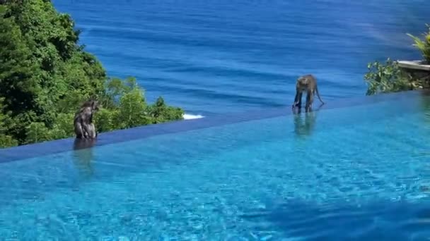 Macaque Monkeys Luxury Infinity Pool Tropical Resort Bali Island Indonesia — Stok video