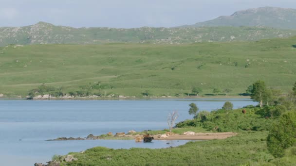 Wide Shot Highland Cattle Bathing Loch Warm Sunny Day Scotland — Vídeo de Stock