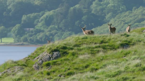 Scotland Red Deer Hilltop Powerful Outlines Antlered Beasts — Wideo stockowe