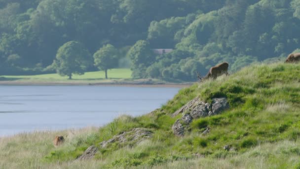 Scotland Red Deer Grazing Sunshine Front Lake — Stok video