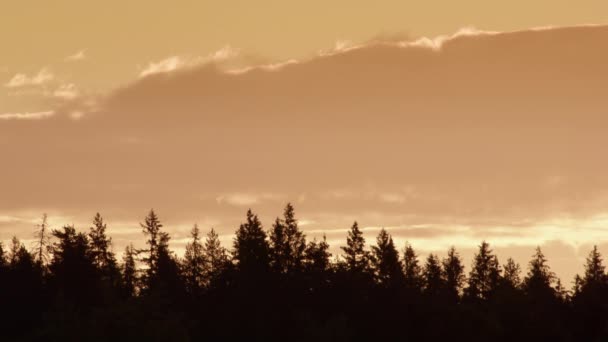 Silhouette Treetops Forest Sweden Golden Hour Sunrise — Stok video