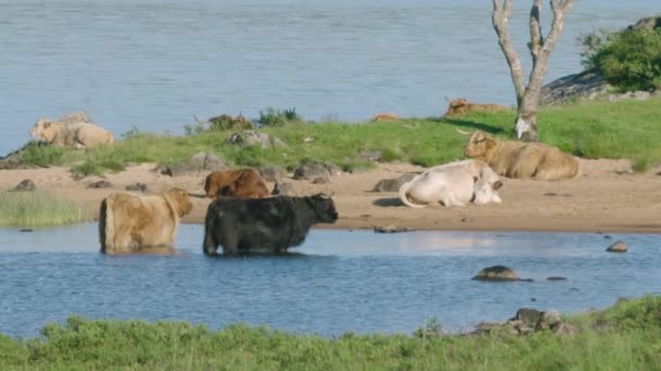 Closeup Highland Cattle Bathing Loch Warm Sunny Day Scotland — Stock Video