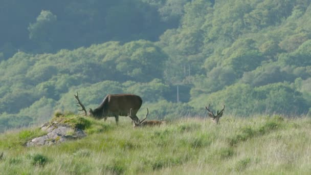 Scotland Red Deer Grazing Suddenly Looking Camera — Vídeo de Stock