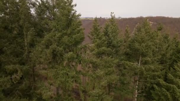 Aerial Footage Revealing Germany Longest Suspension Bridge Green Coniferous Trees — Stockvideo