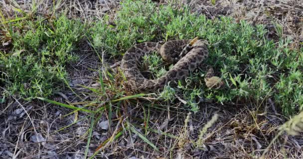 Static Video Juvenile Western Diamondback Rattlesnake Crotalus Atrox — 图库视频影像