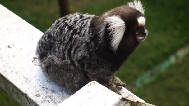 Close Marmoset Brazilian Monkey Looking Zoo Enclosure — Stockvideo