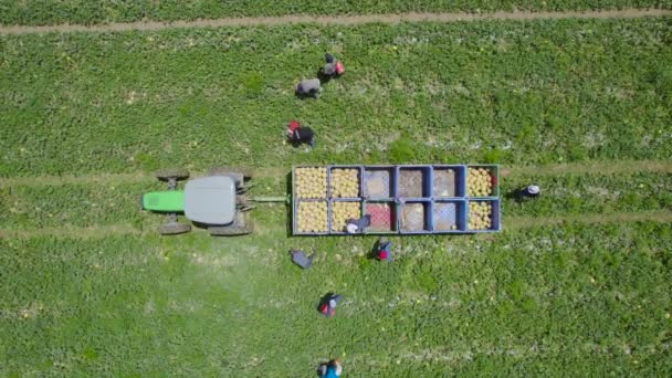 Top Shot Melon Harvest Sdot Negev Israel — Stockvideo