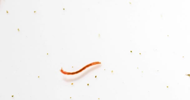 Static Macro Video Bloodworms White Single Bloodworm — Vídeos de Stock