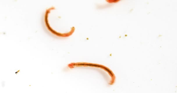 Static Macro Video Bloodworms White Three Bloodworms — Stockvideo