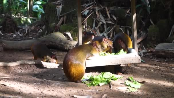 Family Various Agouti Eating Lettuce Wooden Container Jungle Environment Zoo — ストック動画