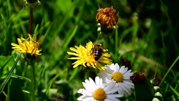 Biene Sammelt Pollen Von Gelben Blüten — Stockvideo