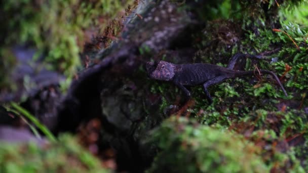 Seen Almost Rock Cover Moss While Hiding Moves Its Head — Stockvideo