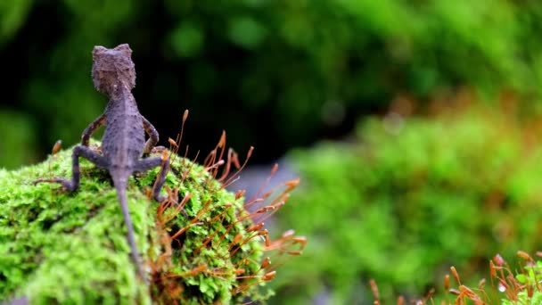 Seen Its Back Breathing Top Moss Mound Jungle Brown Pricklenape — Wideo stockowe