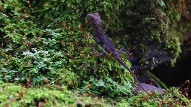 Seen Resting Slope Side Moss Patch Jungle Brown Pricklenape Acanthosaura — Stock videók