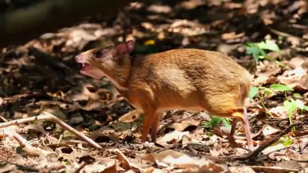 Seen Chewing Some Fruits While Camera Tilts Downwards Seen Forest — 图库视频影像