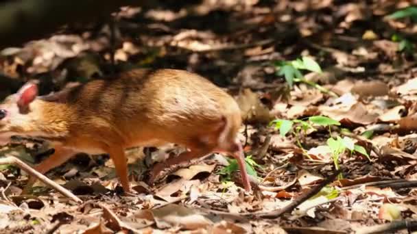 Seen Moving Left Back Feeding Forest Ground Summer Lesser Mouse — Vídeo de Stock