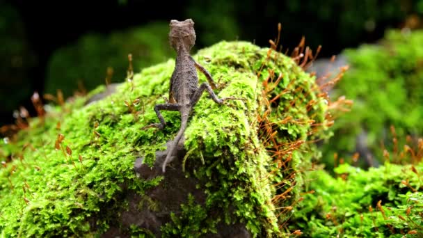 Seen Jumping Right Left Top Rock Covered Moss Brown Pricklenape — Stockvideo