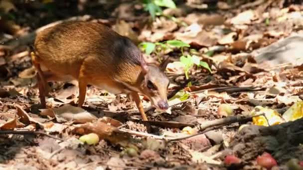 Mouth Full Fruits While Being Careful Looks Lesser Mouse Deer — Stok Video