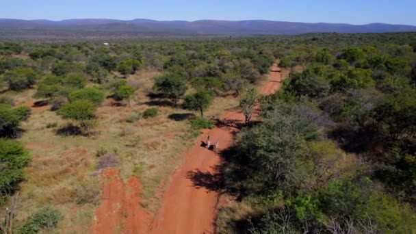 Bird Eye View Two Zebras Walking Dirt Road Marakele Safari — Video