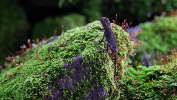 Hängt Einem Mit Moos Bedeckten Felsen Brauner Prickelaffe Acanthosaura Lepidogaster — Stockvideo