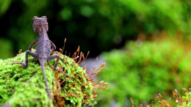 Seen Left Moss Mound Turns Left While Black Ant Climbs — Stock Video