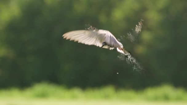Cinematic Slow Motion Shot Black Tern Hovering Mid Air — Stockvideo