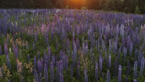 Beautiful Slow Pan Beautiful Field Lupine Flowers Sunset Mountains Background — Vídeo de Stock