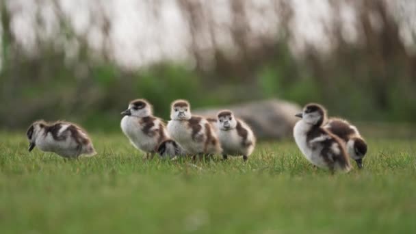 Långsam Rörelse Närbild Söt Baby Greylag Gäss — Stockvideo