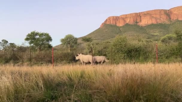Пара Африканських Білих Носорогів Які Бачили Через Паркан Національному Парку — стокове відео