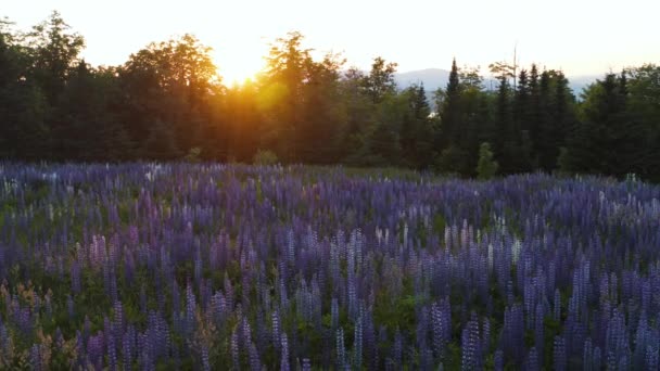 Beautiful Slow Moving Sunset Shot Beautiful Field Lupine Flowers Mountains — Wideo stockowe