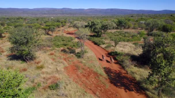 在南非国家公园 两只斑马沿着肮脏的道路行走时 空中仍有枪声 — 图库视频影像