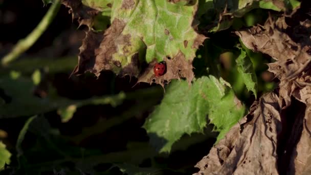 Ladybug Dry Green Leaf — Vídeos de Stock