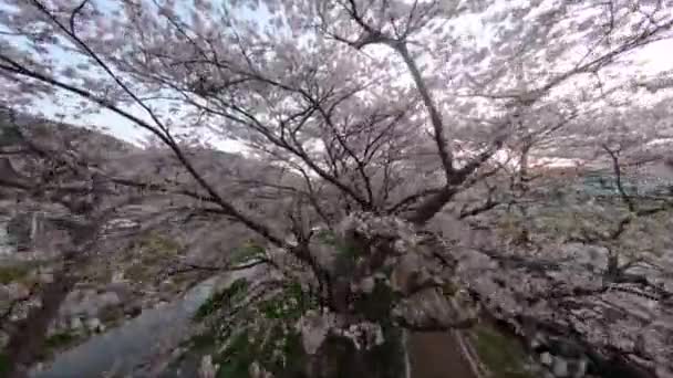Ιαπωνικό Άνθος Κερασιάς Από Fpv Drone — Αρχείο Βίντεο
