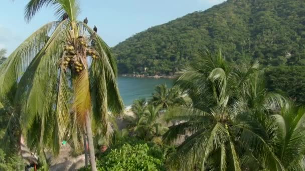 Palm Trees Revealed Tropical Beach Yelapa Resort Town Jalisco Mexico — Vídeos de Stock