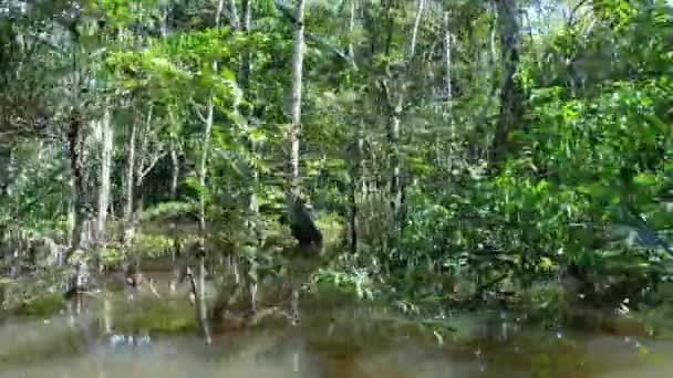 Ecosistema Amazónico Selva Amazónica Manaus Brasil Naturaleza Vida Silvestre Paisaje — Vídeos de Stock