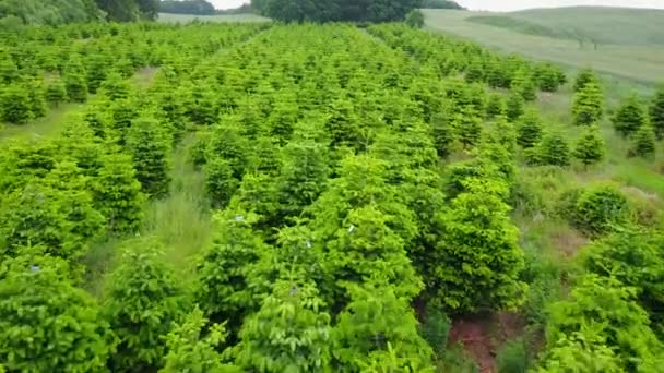 Bright Green Christmas Trees Growing Rural Field Aerial — Vídeos de Stock