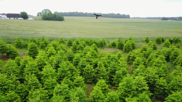 Flying Hawk Decoy Bird Christmas Tree Plantation Use Scare Birds — Stock video