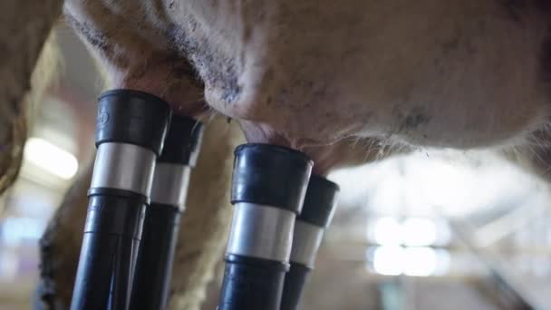 Cow Milking Four Vacuum Suckers Attached Teats Milk Flows — Vídeo de Stock
