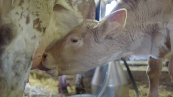 Calf Drinking Its Mothers Nutritious Milk Breakfast Dalarna Sweden — стоковое видео