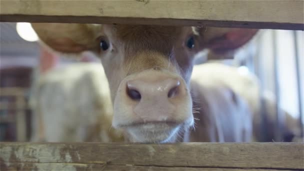 Cute Shot Young Calf Sticking Its Nose Fence Camera — Stock Video