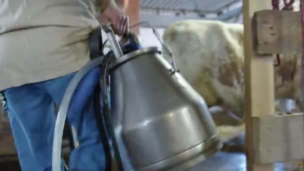 Handheld Closeup Milking Bucket Carried Parlour Sweden — Stock Video