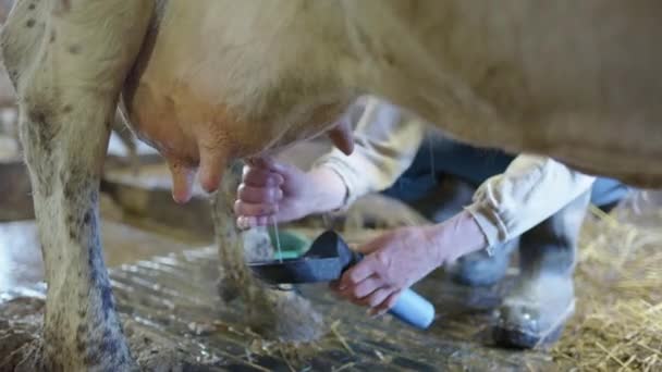 Shallow Focus Vache Familiale Trayée Main Rustique Rurale Suède — Video