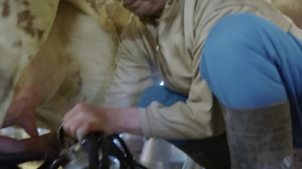 Handheld Farmer Attaches Suckers Teats — стоковое видео