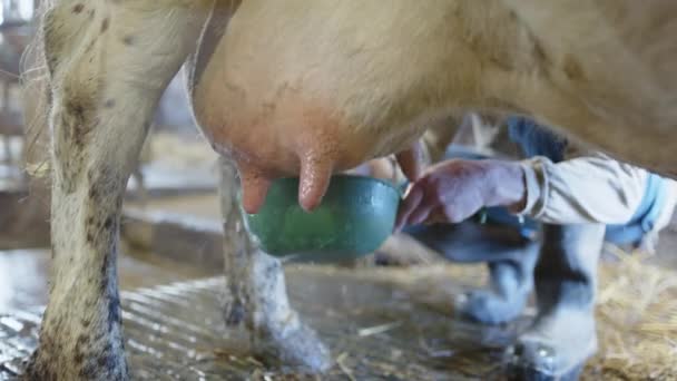 Shallow Focus Teats Cleaned Water Preparation Milking — Stock Video