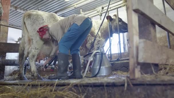 Milkmaid Attaches Suckers Teats Start Milking Rural Sweden — Αρχείο Βίντεο