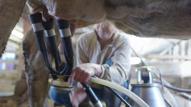 Farmář Připojí Všechny Čtyři Přísavky Struky Takže Dojení Může Začít — Stock video